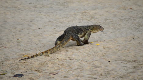 very old monitor lizard walking slowly on a sandy beach