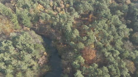 flock of birds flying around river near forest in autumn