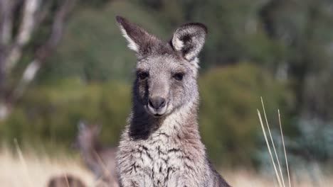 macro de la cara de un wallaby mirando a la cámara