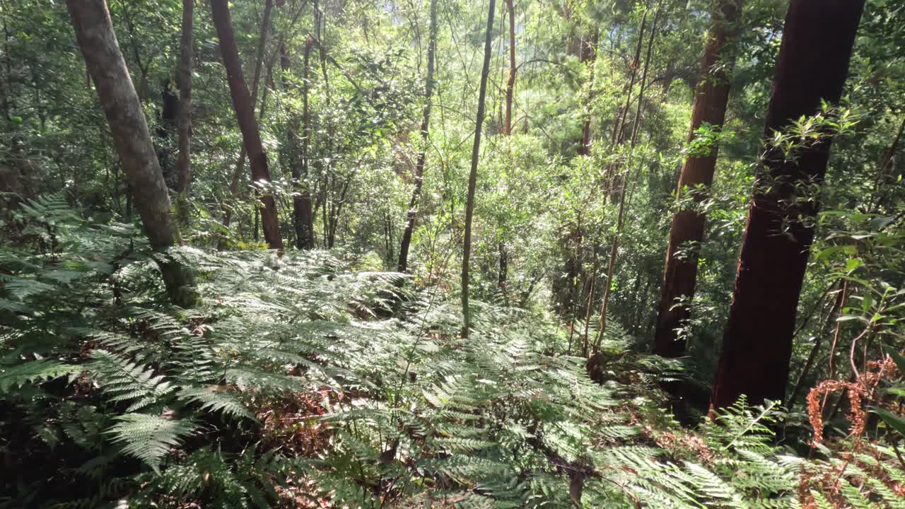 빛이 밀집한 숲의 잎자루를 고