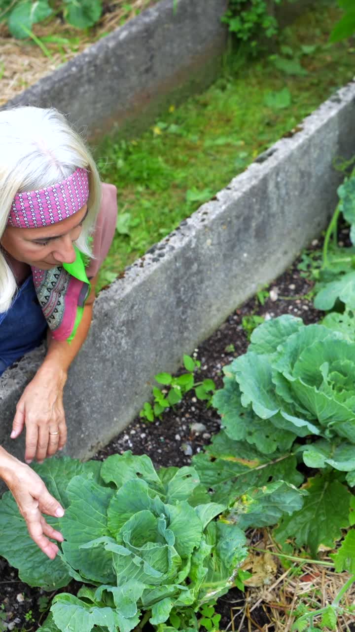 Woman gardening in a raised bed with cabbages