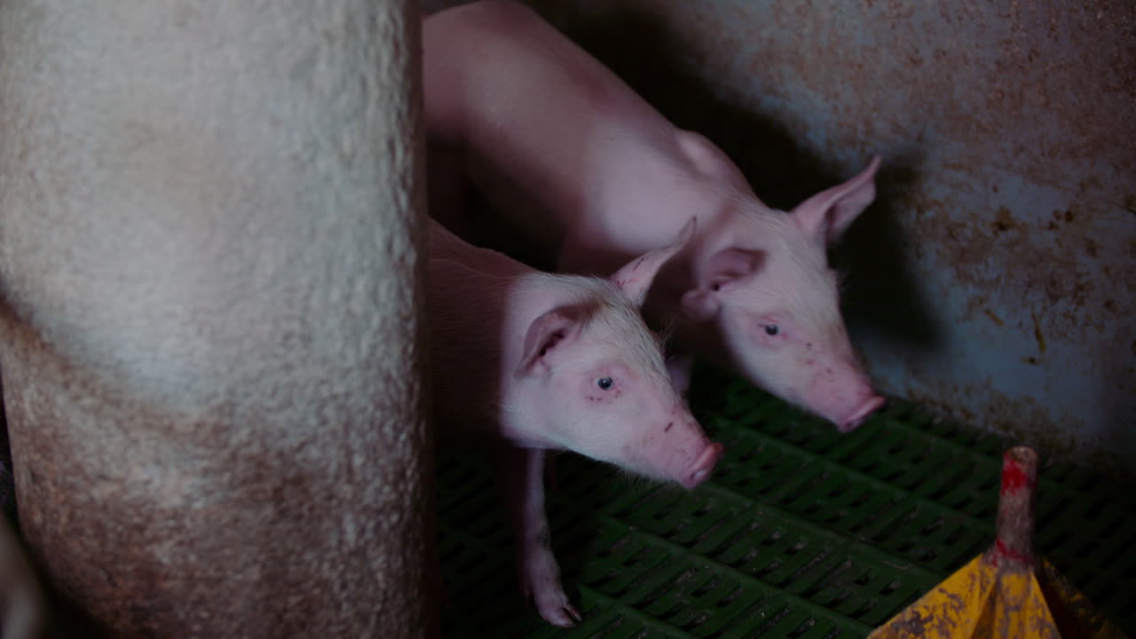Piglets in an Enclosure
