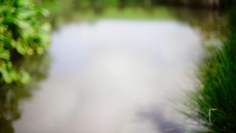 pulling-focus-to-the-pond-surrounded-by-green-plants