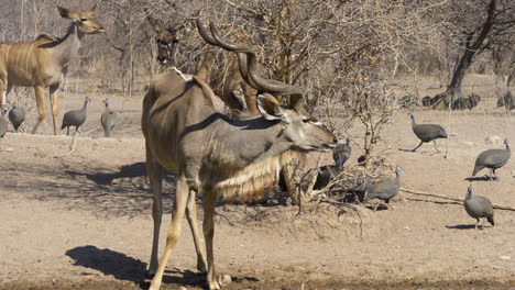 a kudu bull lifts his head from a wateringhole as beads of water drip from his mouth in slow motion