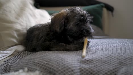 adorable puppy dog lying down on cute cosy couch and doggy pillow chewing on a small bone stick in slow motion with puppy-dog eyes