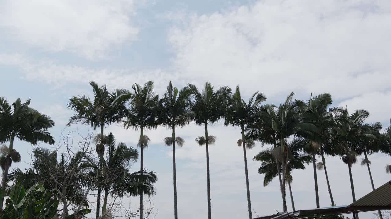 Coconut palm tree tall tropical Cocos nucifera landscape nature in Colombia