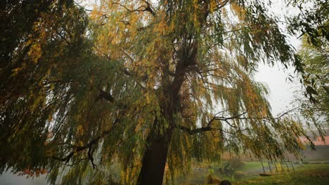 a weeping willow on the bank of the small pond