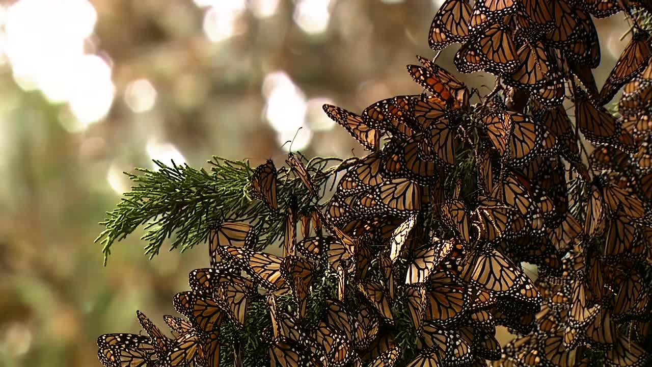 primeros planos de mariposas monarca en una rama de pino