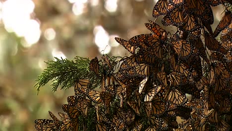 close ups of monarch butterflies on a pine tree branch