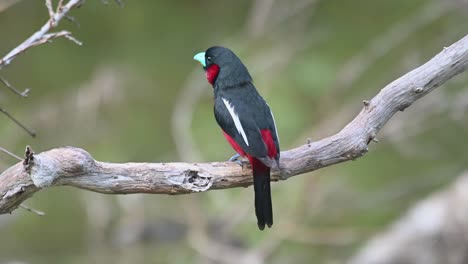 Black-and-red-Broadbill,-Cymbirhynchus-macrorhynchos,-Kaeng-Krachan,-Thailand