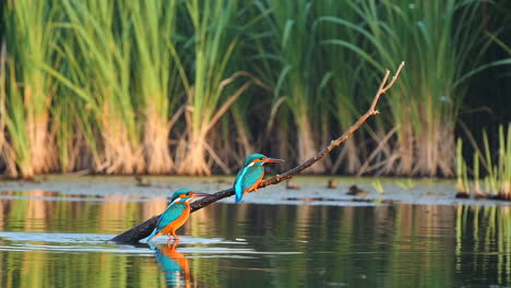 kingfisher diving into water from a branch