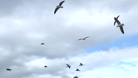 un grupo de gaviotas flotando sobre el cielo sobre un fondo nublado