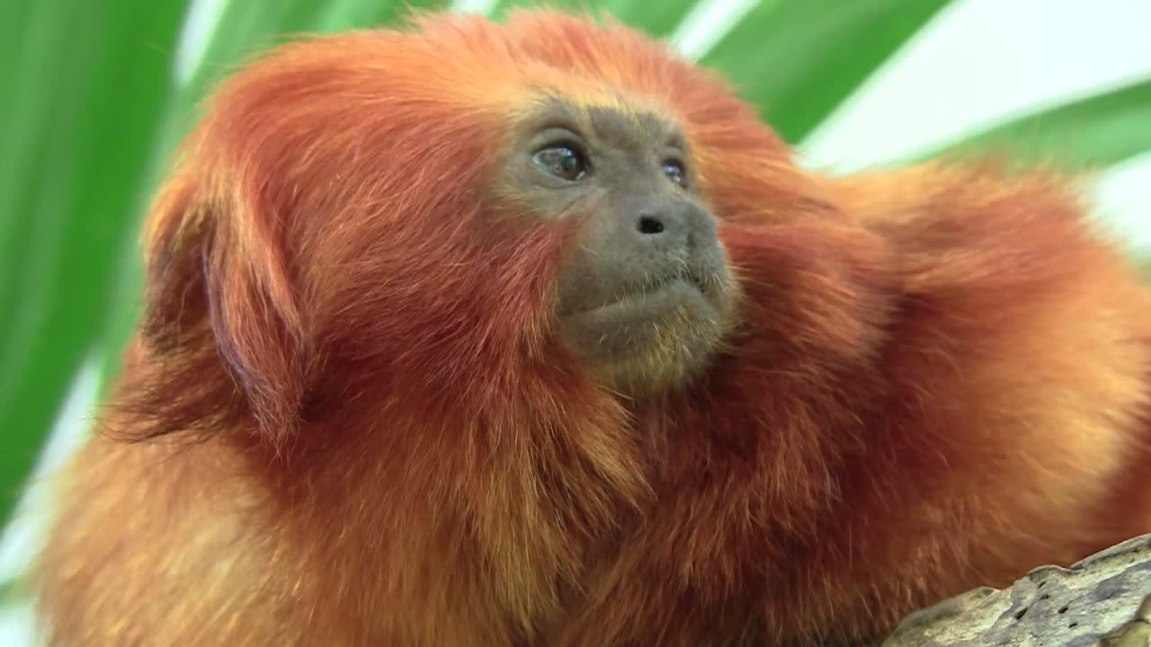 un tití león se sienta en un árbol