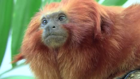 a lion tamarin sits in a tree