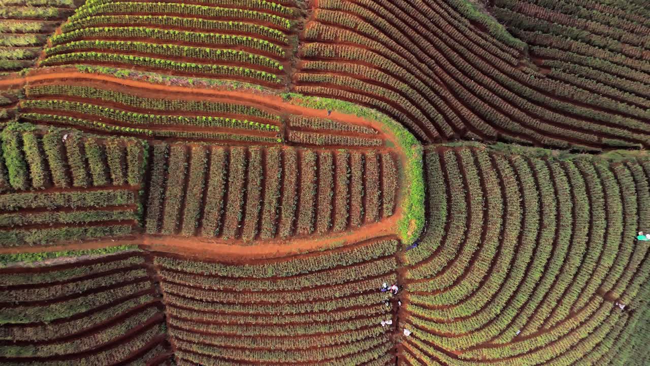 Panyaweuyan plantation terraced patchwork landscape
