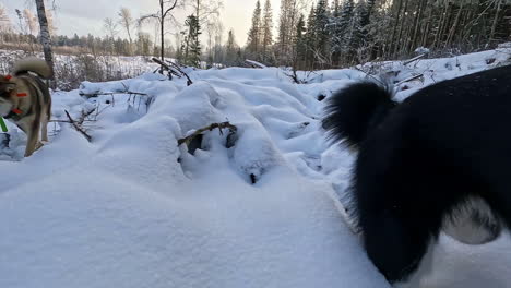 hunting dogs running in the snow next to their owner