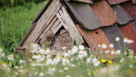 Little-owl-lands-at-owl-house-in-meadow-to-feed-its-chick,-telephoto-shot