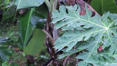 Gotas-De-Lluvia-En-Hojas-De-Papaya