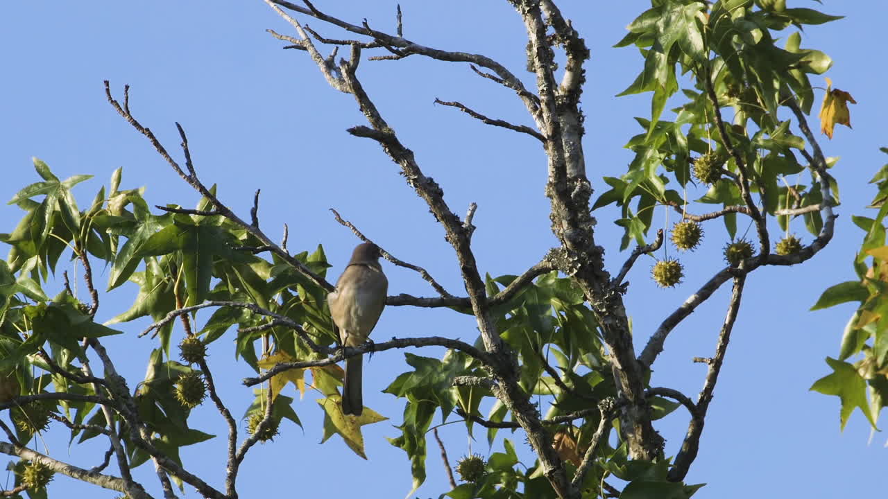un ruiseñor posado en una pequeña rama por la mañana