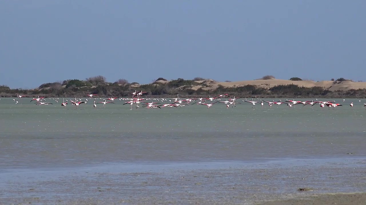 浅い沿岸のラグーンに着水するフラミンゴの群れ