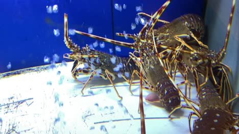 primer plano de camarones langosta roja mirando bajo el agua en el mercado de cascais