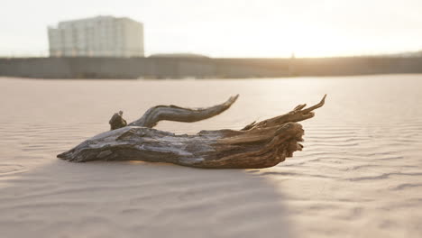 piece of an old root is lying in the sand of the beach