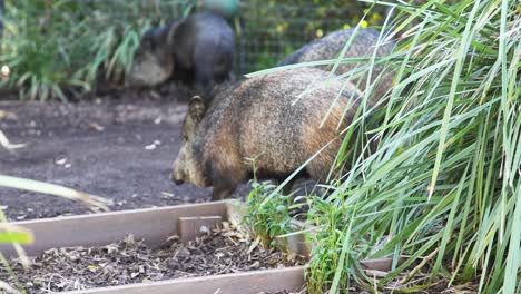 collared peccaries foraging in a zoo enclosure