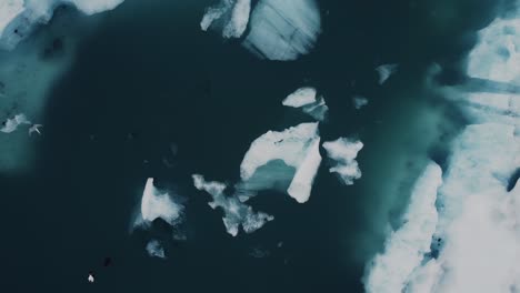 ascending drone shot of beatiful black and white icebergs floating in a lagoon in iceland and birds flying by