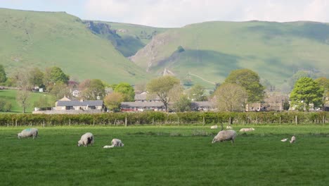 sheep grazing on farm in english country side on farm in valley, uk britain 3840x2160 4k