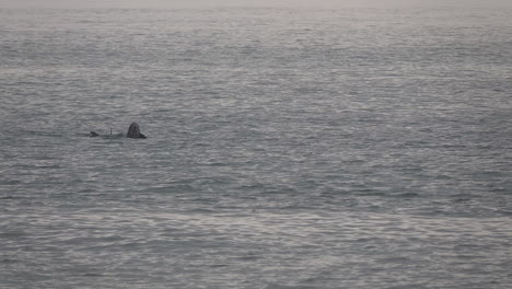 Los-Delfines-Nariz-De-Botella-Nadan-En-El-Oleaje-Del-Océano-Durante-La-Madrugada