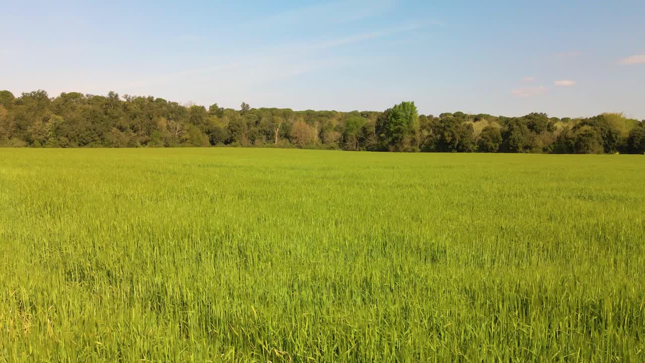 vuelo aéreo hacia adelante sobre el campo de colza verde en un día soleado