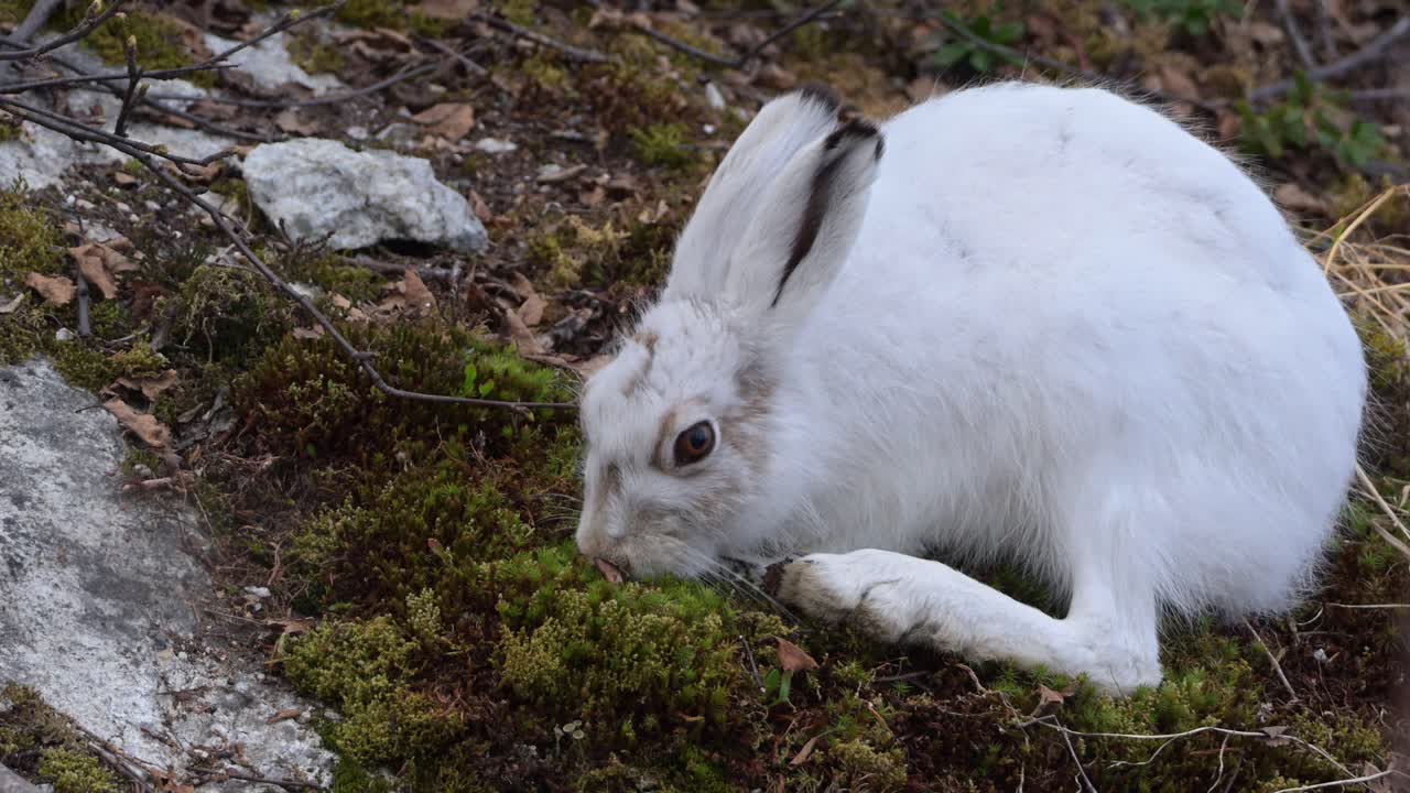 Closeup of mountain hare feeding on moss and heather for nutrition in cold Nordic outdoors, Lepus timidus, Handheld slow motion