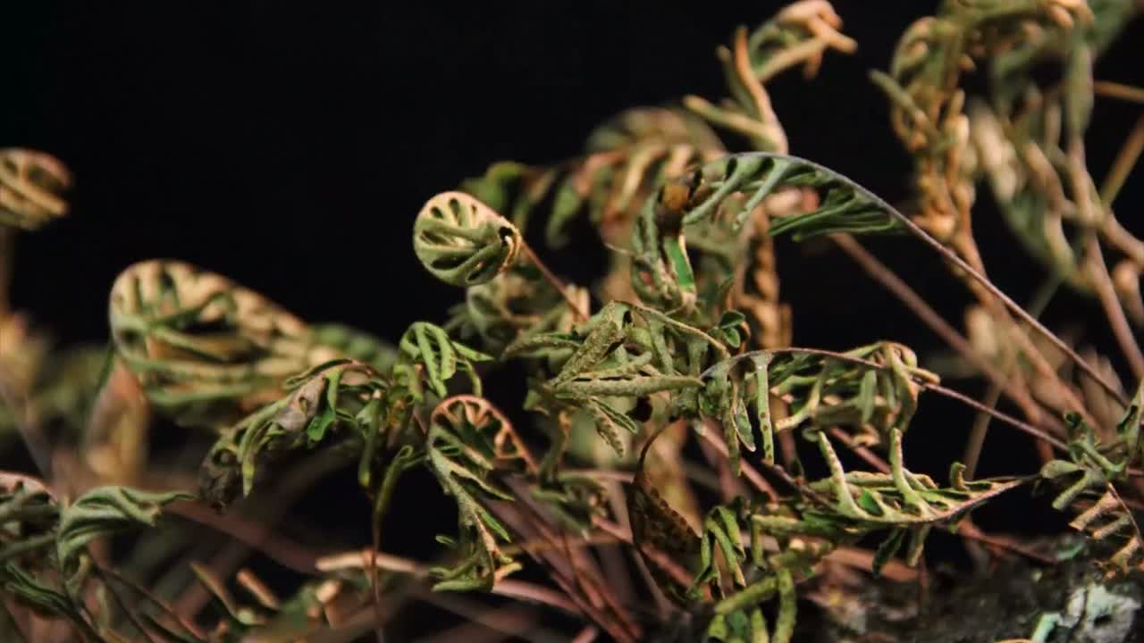 검은 배경에 펼쳐지는 양치류의 저속 촬영