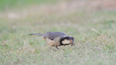 a golden-billed saltator bird, saltator aurantiirostris, feeding on insect in the grass