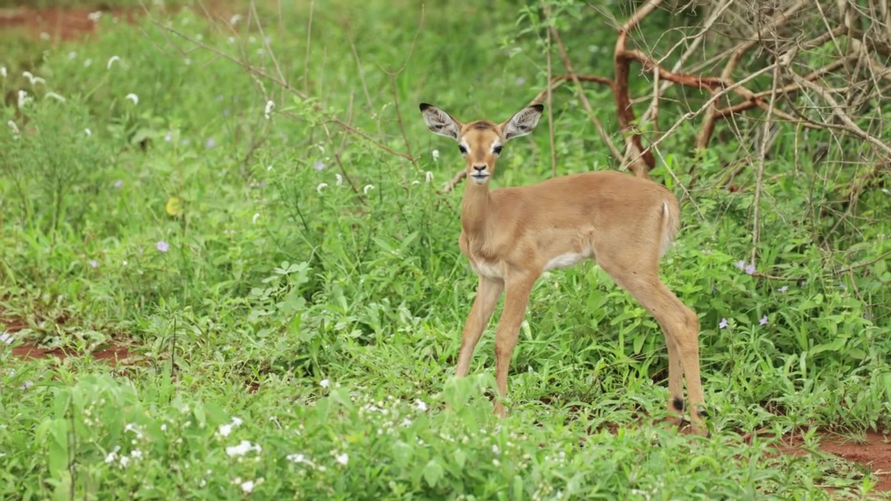 Un grazioso cucciolo di antilope impala in piedi nella prateria verde, che controlla i dintorni. Parco Nazionale Kruger, Sudafrica.