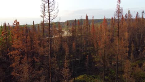Drone-flying-through-forest-treetops-and-revealing-the-aftermath-of-the-northern-Quebec-city-of-Lebel-sur-Quevillon-wildfire-landscape,-Canada