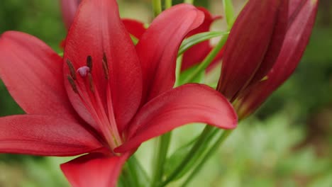 Flor-De-Lirio-Rojo-En-El-Jardín,-De-Cerca