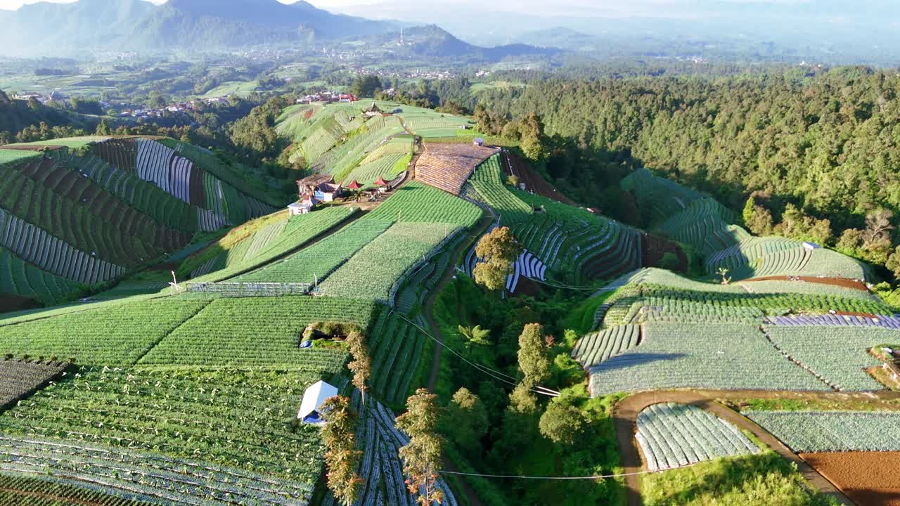 Drone footage capturing green vegetable fields on a mountain hillside. The layered farmland patterns and surrounding trees highlight the harmony between agriculture and nature