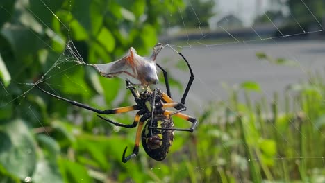 una araña de jardín amarilla envolviendo una abeja que atrapó en su red