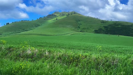 serene green landscape on a sunny day with rolling hills and clear blue sky in the background: a picturesque view of nature's beauty