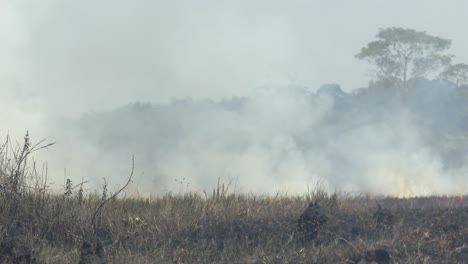 wildfires spread through in dry grass in a drought in the amazon rainforest