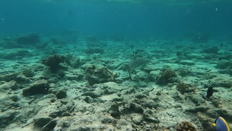 gran tiburón de arrecife de punta negra de cerca mientras bucea en las aguas cristalinas de las maldivas en malahini kuda bandos