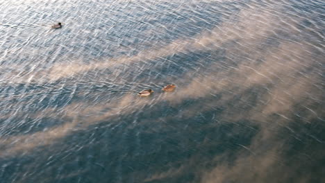 steam fog on the lake with mallard ducks swimming in the water during winter in oslo, norway