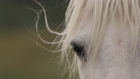 face of a welara pony with long white mane