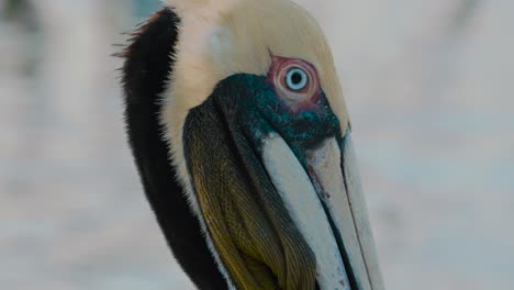 Excelente-Video-De-Un-Pelicano-En-Belice,-Isla-Caulker-Caye