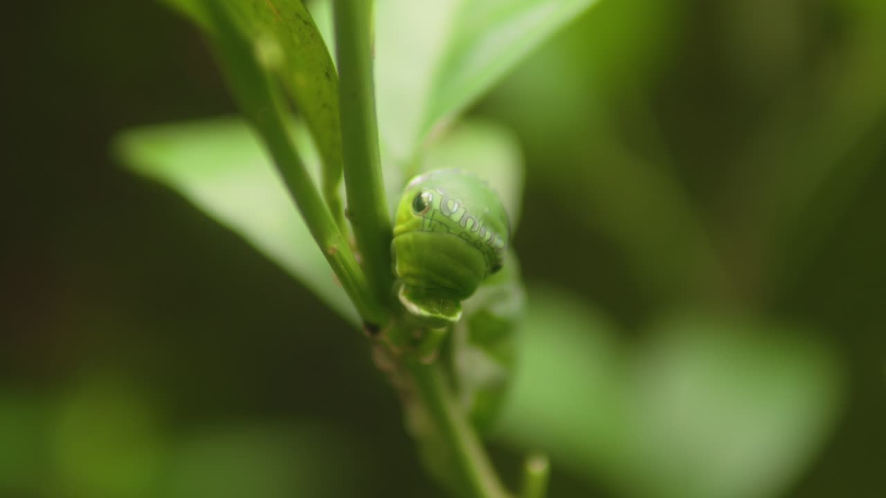 Green caterpillar resting on a leaf, blending in with the lush surroundings, macro shot
