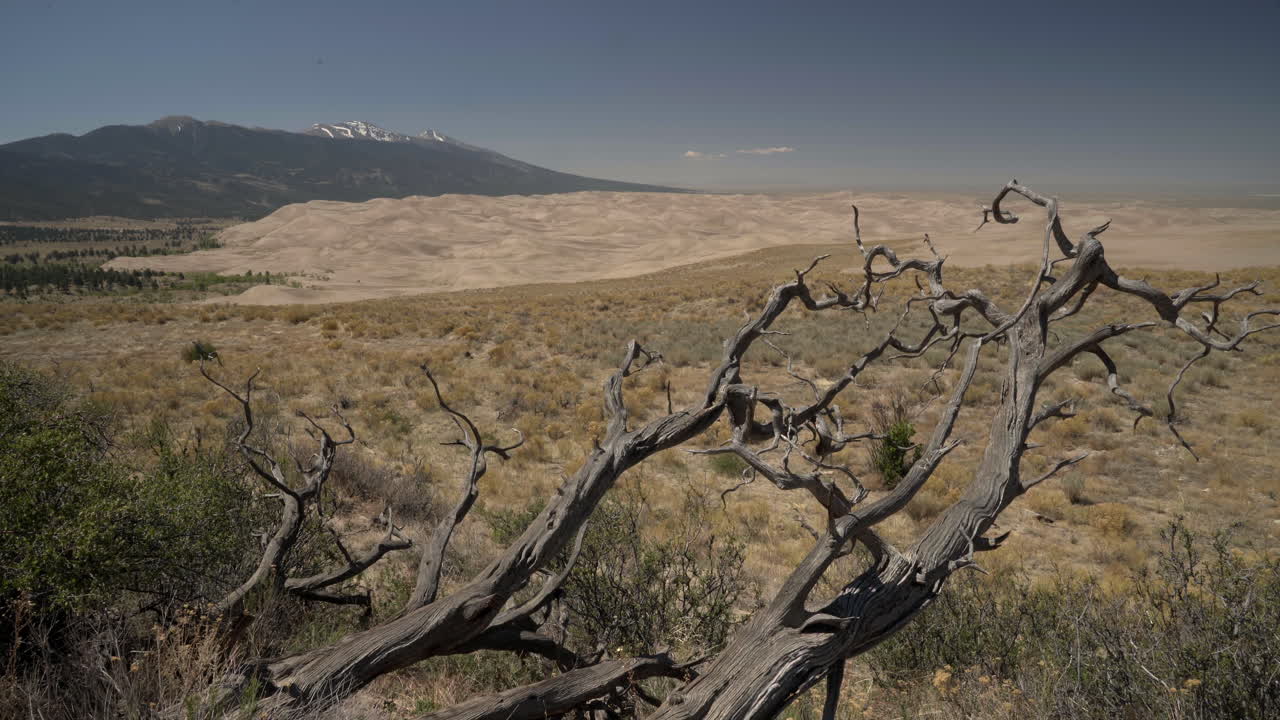 panorámica más allá del viejo árbol de pinyon-juniper hasta el gran parque nacional de las dunas de arena