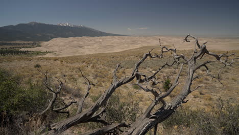 Panning-past-old-Pinyon-juniper-tree-to-Great-Sand-Dunes-National-Park