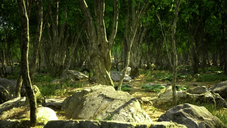exploring an enchanting forest filled with ancient trees and rock formations