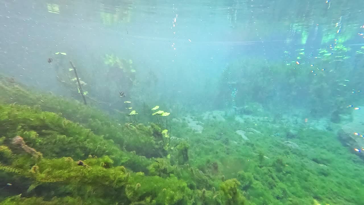 escena submarina con peces y plantas acuáticas